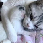 相扑猫微密圈免费,创意无限，粉丝共享的时尚宝库揭秘